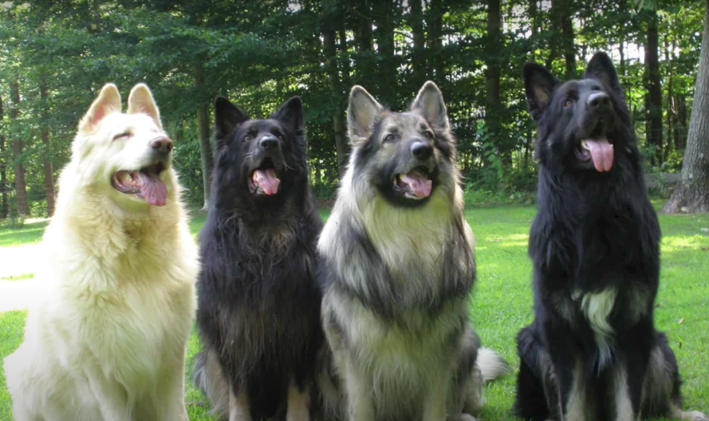 black shiloh shepherd