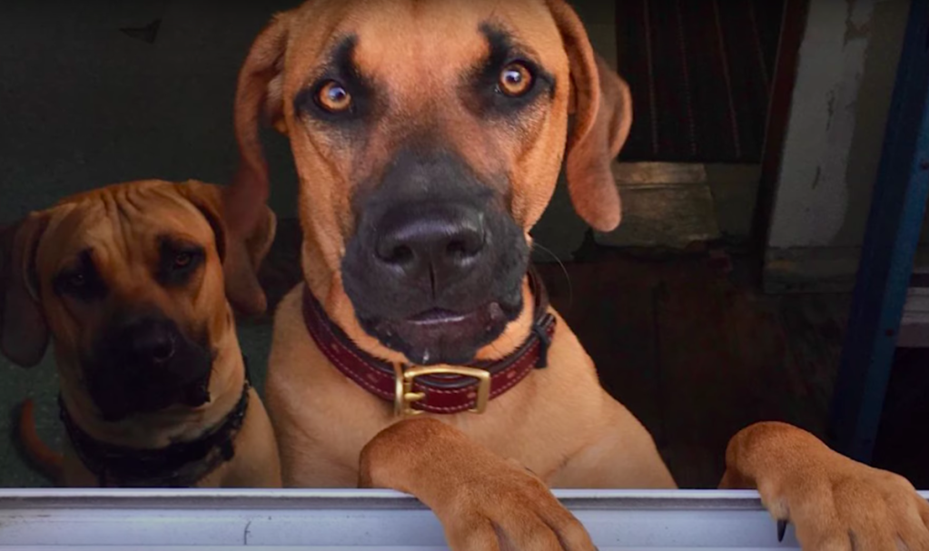 Black mouth cur for sale store near me