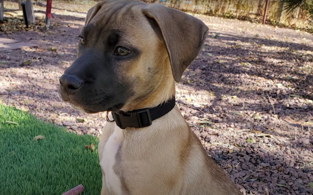 black mouth cur puppy