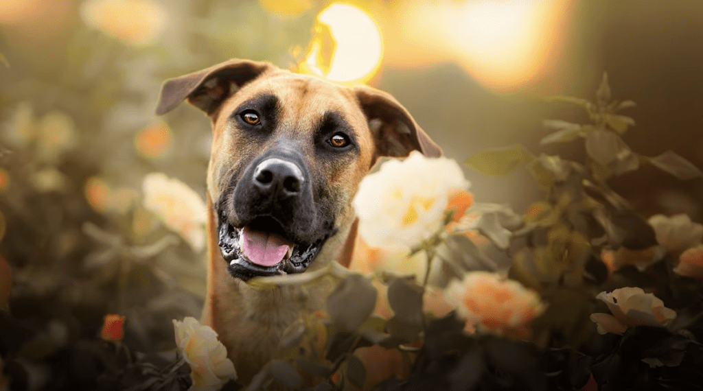 black mouth cur smiling