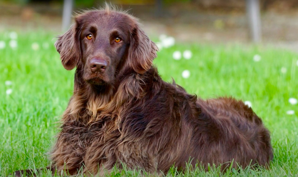 Long haired store german pointer puppies