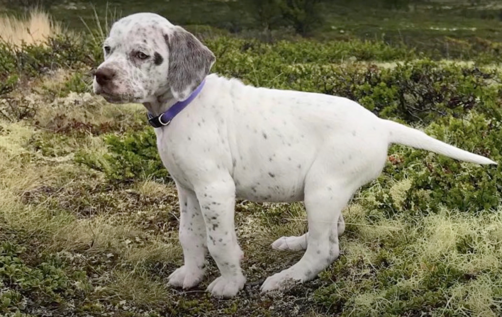 Braque du bourbonnais puppy