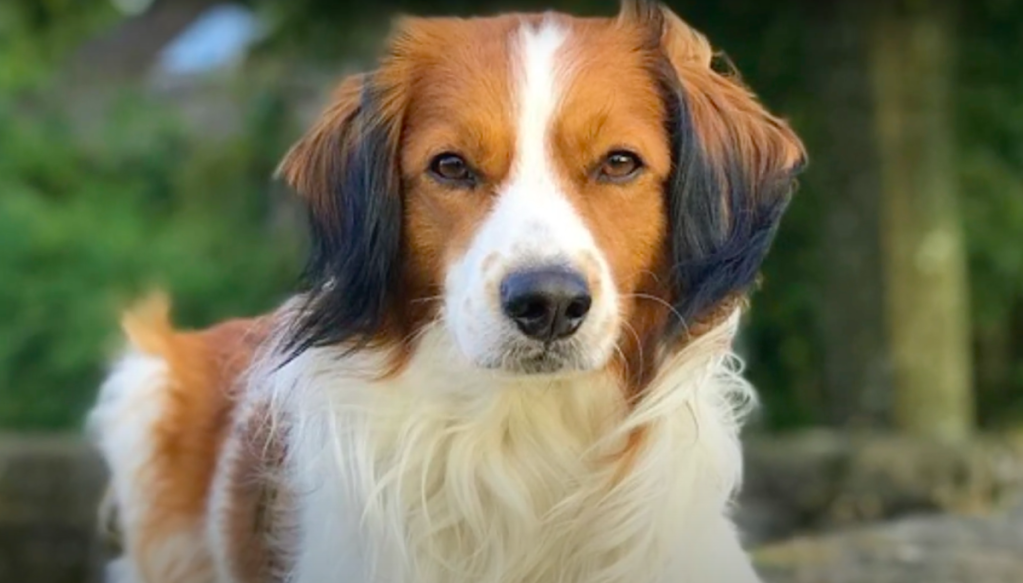 Rescued dog is happy, thriving and learning, Local News