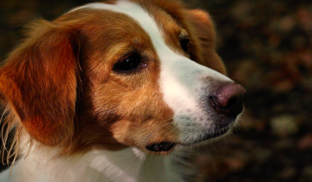 Kooikerhondje rescue sales