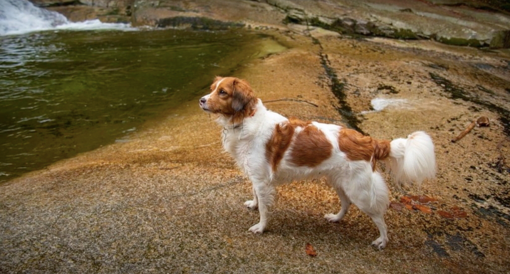 Kooikerhondje standing alert