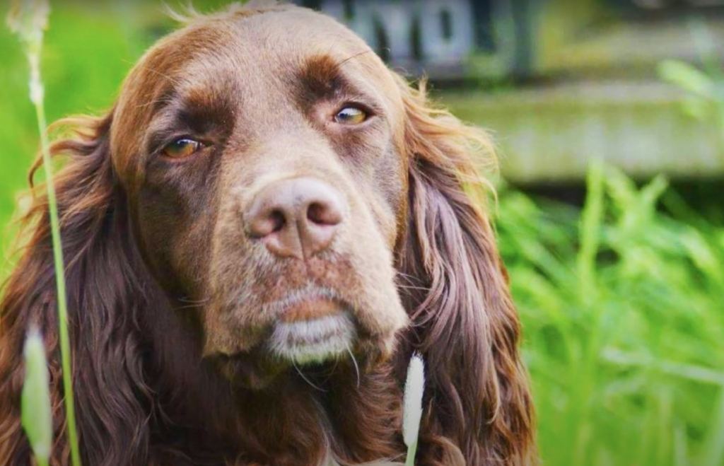 French Spaniel Dog Breed Pictures, Characteristics, & Facts