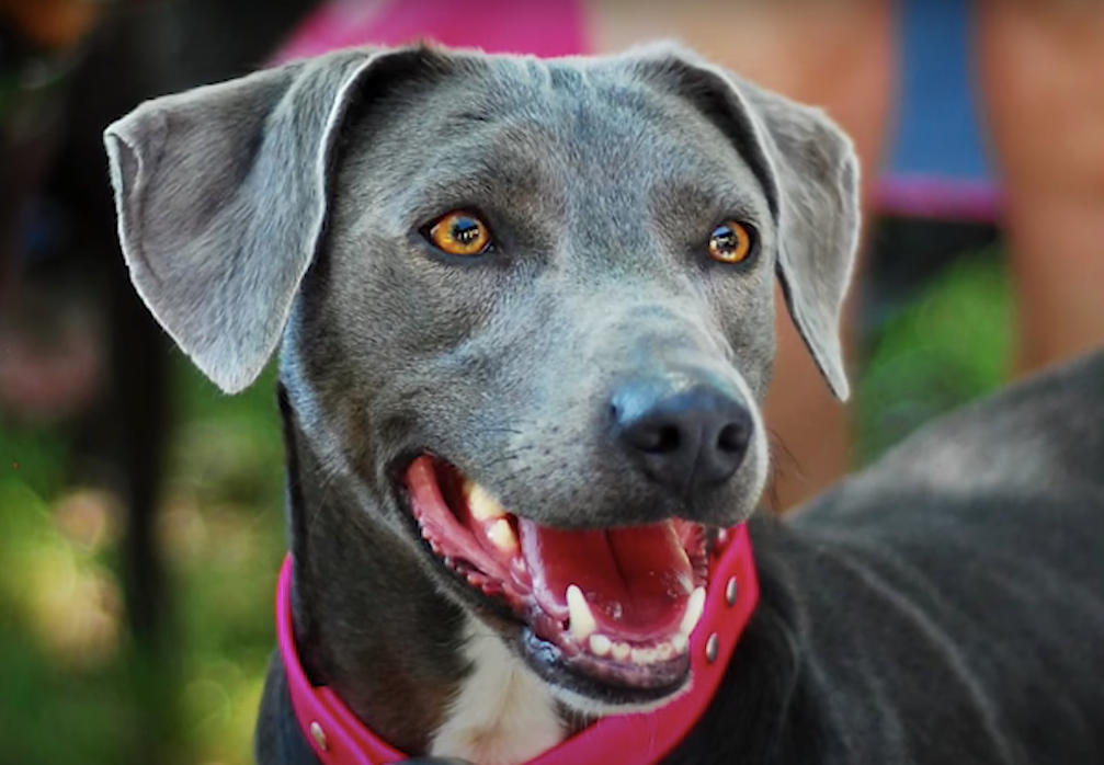 blue lacy dog smiling