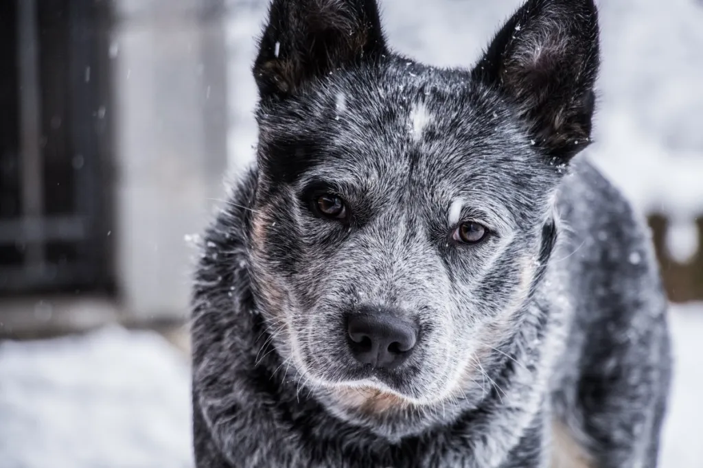 Close up of a Texas heeler in the snow.