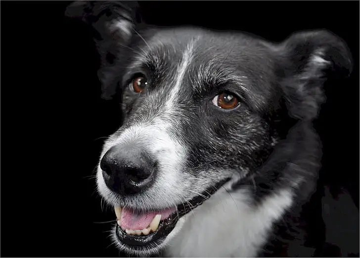 Close up of a black and white Canaan dog on a black backdrop.