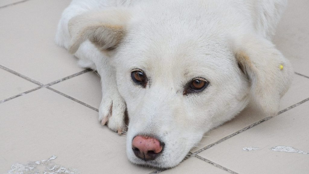 Close up of a Canaan dog Laying on the floor.