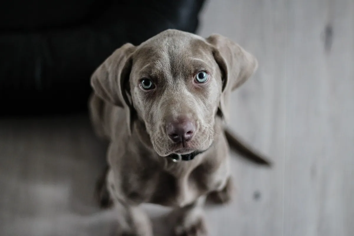 Texas blue lacy sales puppies