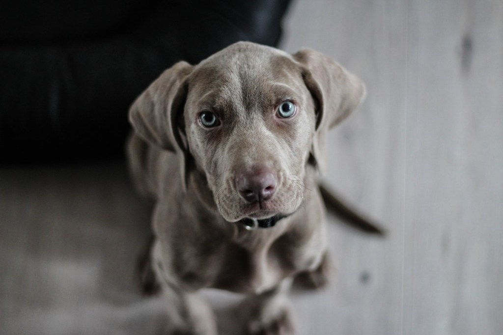Blue Lacy Puppy staring down the lens.
