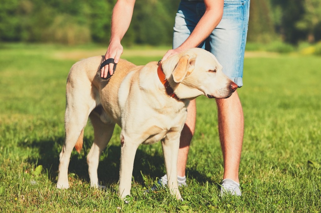 Removing Dog Hair From Your Bed