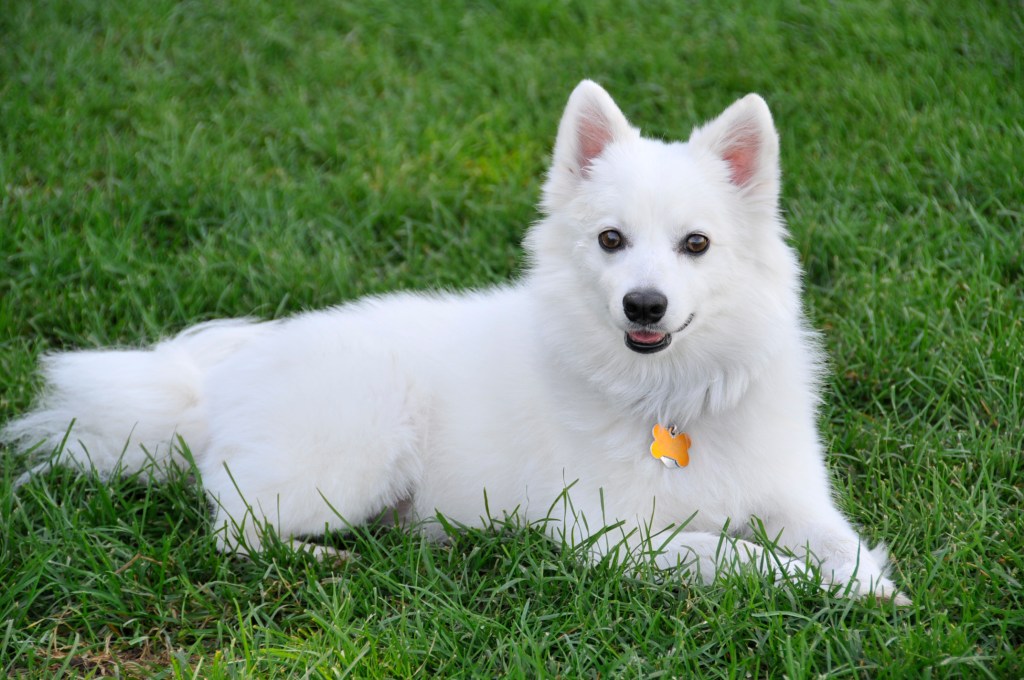 The store proposal dog