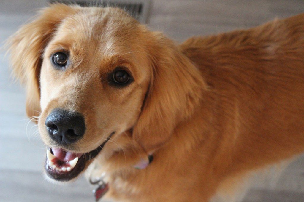 Brinkley, the Golden Retriever dog from the romantic comedy movie “You’ve Got Mail”