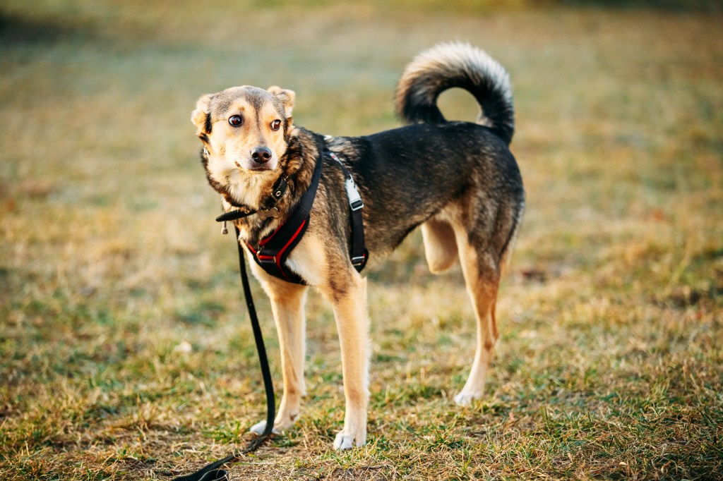 Three-legged dog in the field