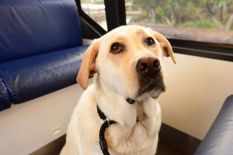 Deaf therapy dog on school bus comforts children.