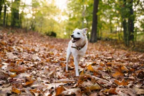 dog gets spooked at night Caring for a three-legged dog. A tripod dog walking in the forest.