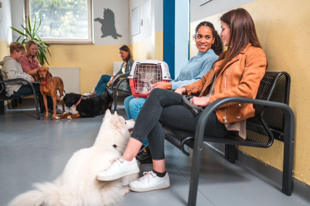 Les propriétaires d'animaux avec leurs animaux dans une pension pour chiens.