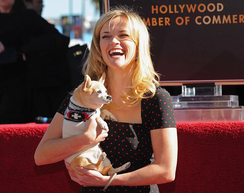 Bruiser Woods, the Chihuahua with Reese Witherspoon from the romantic comedy “Legally Blonde”