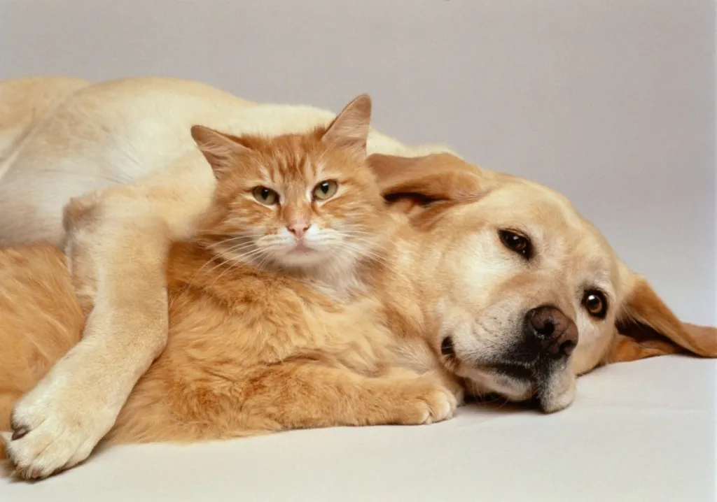 Dog & Cat Relationships  How to Get a Cat & Dog to Get Along