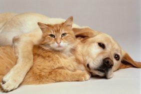 A recent study revealed that pet owners have a certain degree of bias when showering love on dogs than on cats.