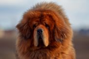 red colored tibetan mastiff