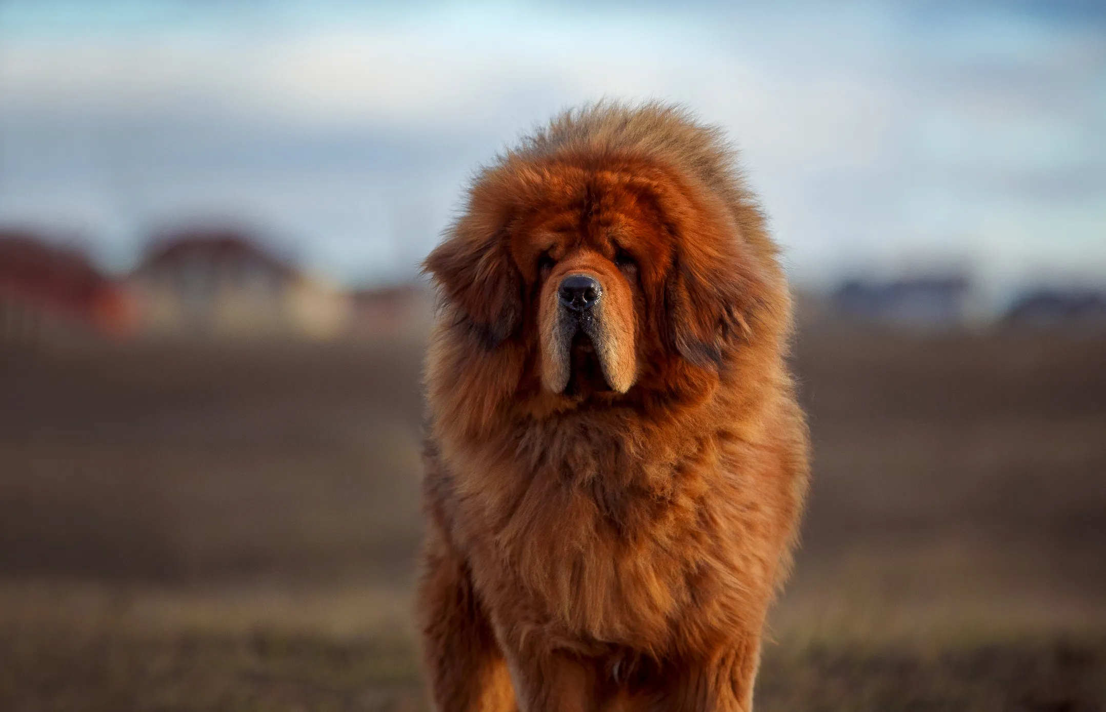 Tibetan clearance mastiff shedding