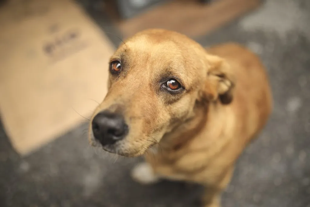 close-up of sad neglected dog