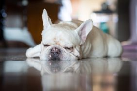 close-up of French Bulldog sleeping on floor