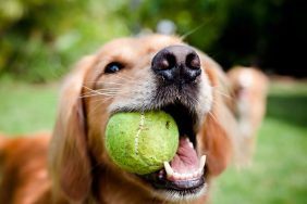 Enneagram Type Two dog breeds include the Golden Retriever like this one with a tennis ball in their mouth.