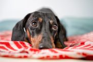 close-up of sad dachshund lying on blanket
