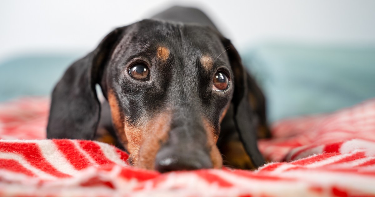 Dog Mom Pulls Dachshund Out of Daycare After Viewing CCTV