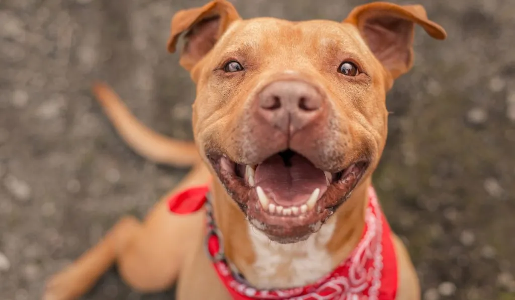 pit bull terrier smiling