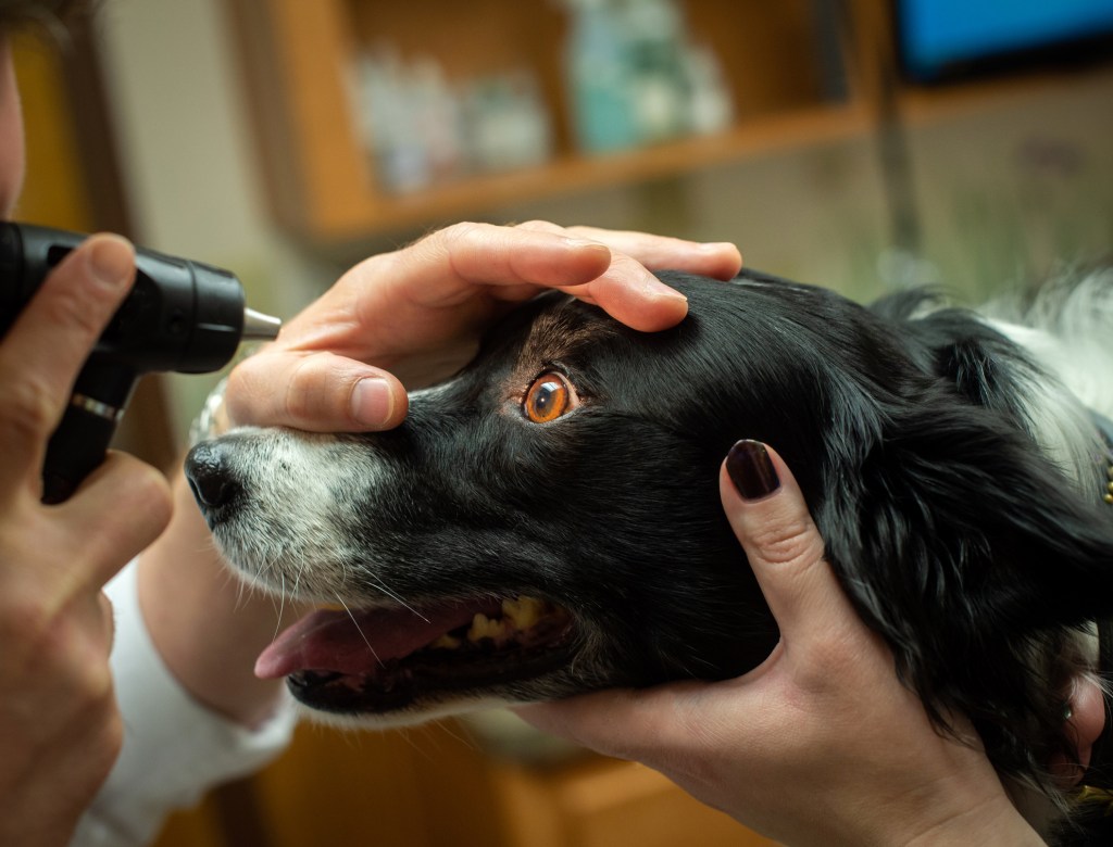 A dog being checked for heterochromia.