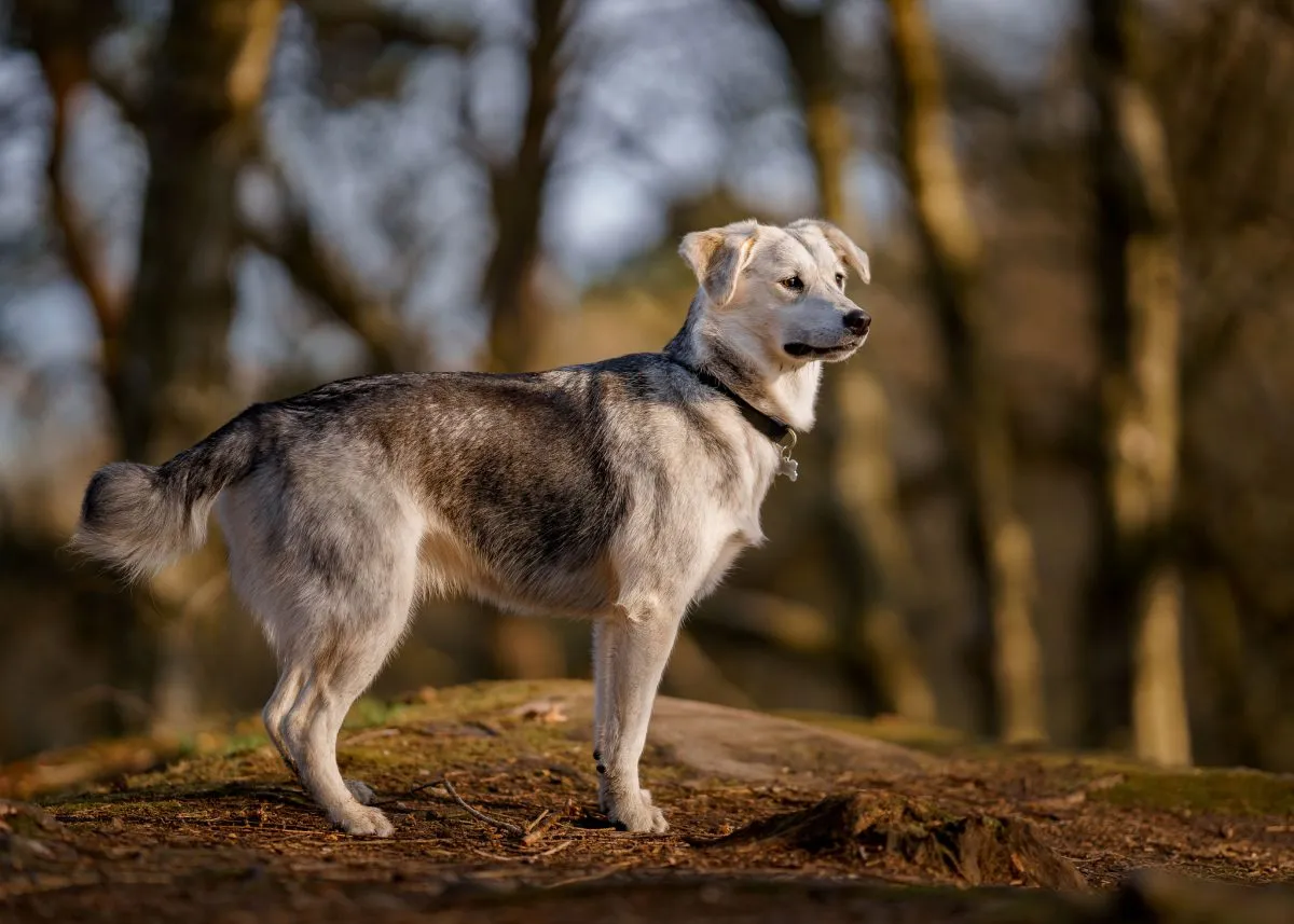 A golden retriever mixed with sales a husky