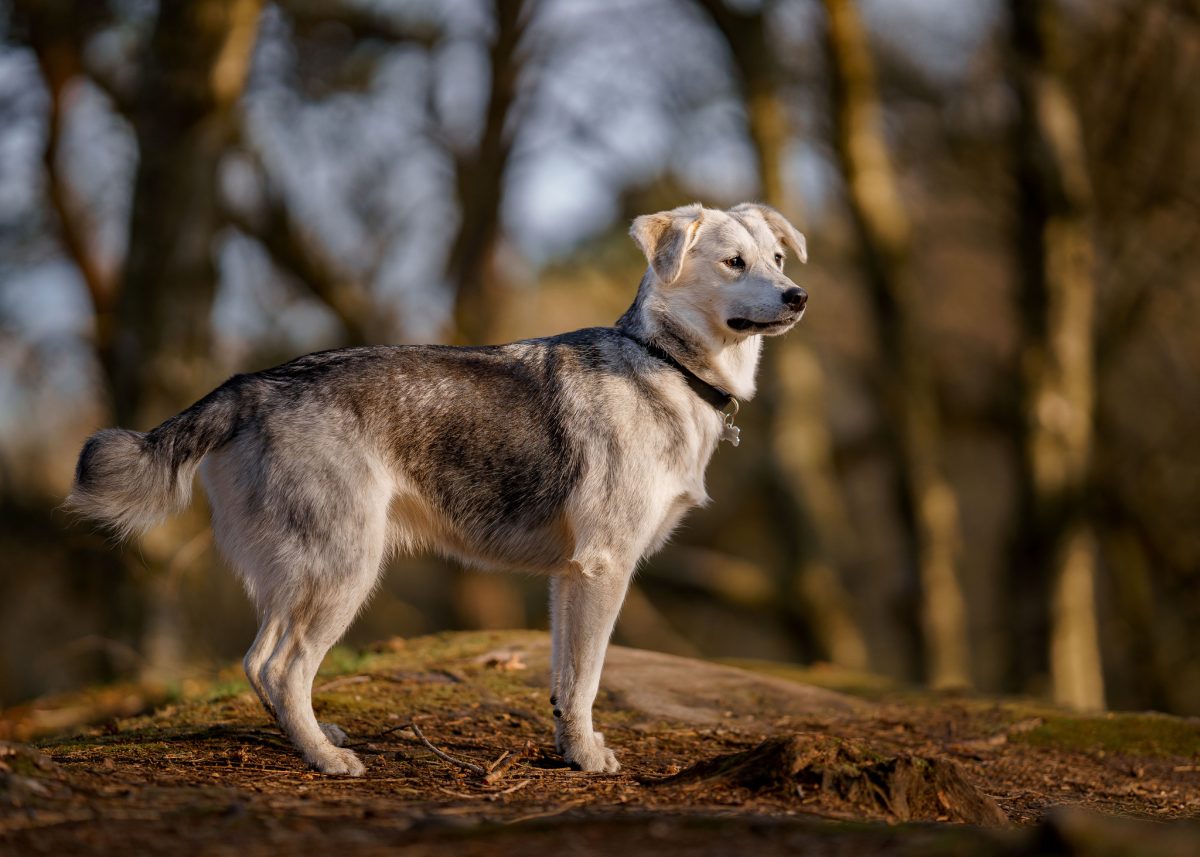 Goberian Dog Breed Information & Characteristics