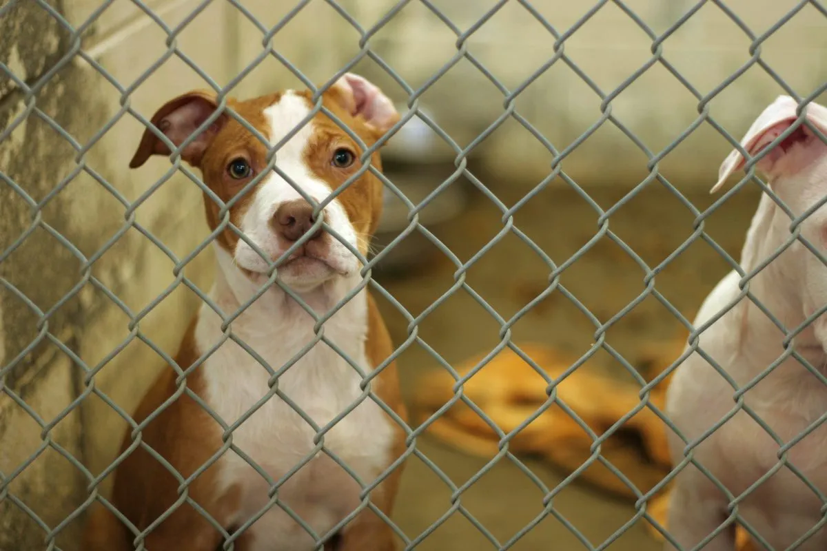 Country kennel staten outlet island