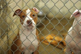 Animal Care Centers in NY suspend dog intake due to overcrowding, leaving dogs in kennels