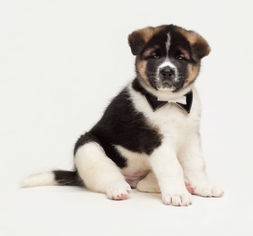 An Akita puppy sits with a bowtie on.