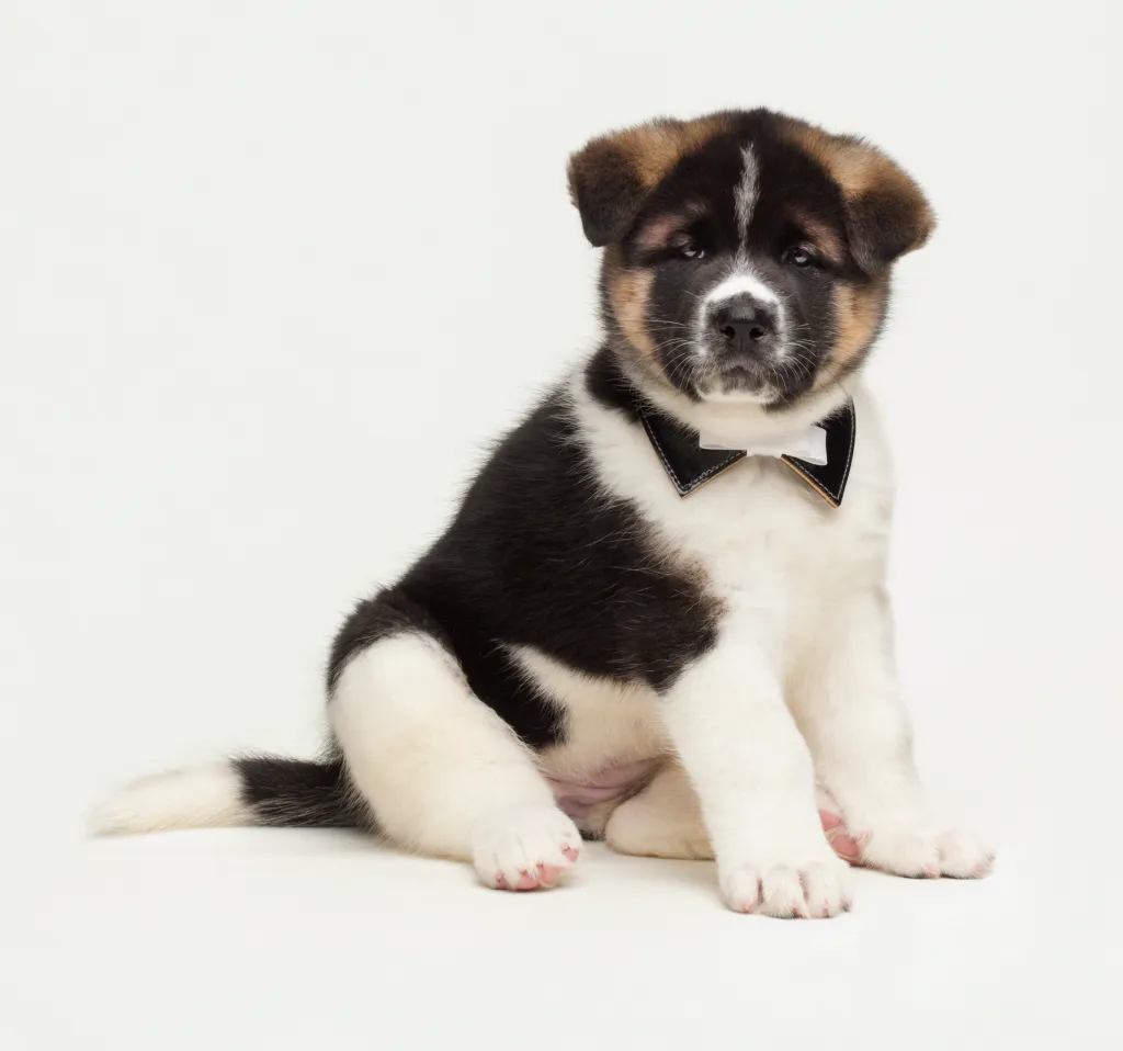 Un chiot Akita est assis avec un nœud papillon.