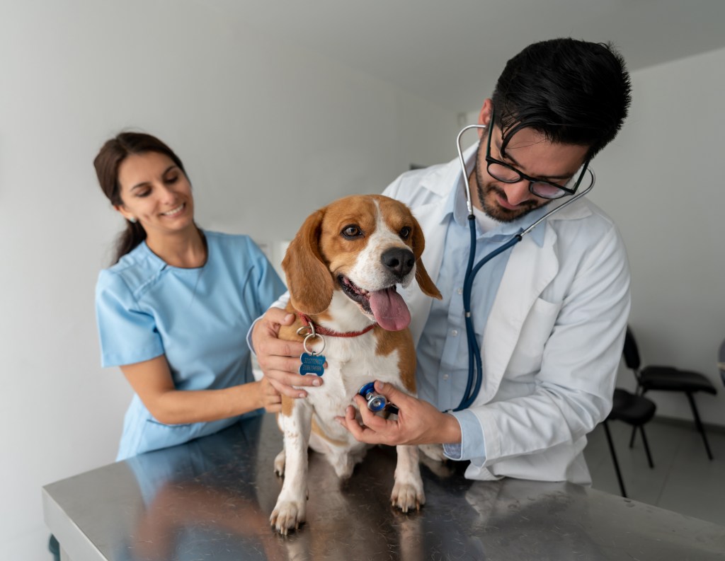 A Beagle being checked for renal dysplasia (also known as progressive juvenile nephropathy and familial renal disease).