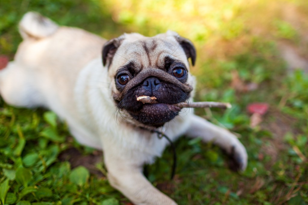 Enneagram Two Pug dog biting a stick. 