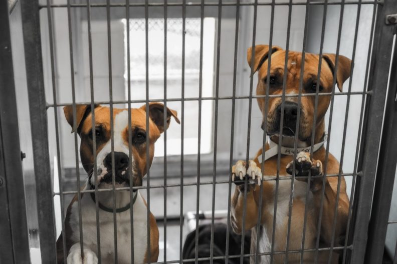 sad dogs in kennel at shelter