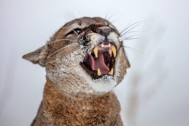 close-up of angry mountain lion baring its teeth