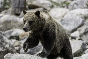 Brown, Grizzly Bear Close Up in Canadian Forest along rocks in Banff National Park who acted aggressively before killing a couple of hikers and their dog.