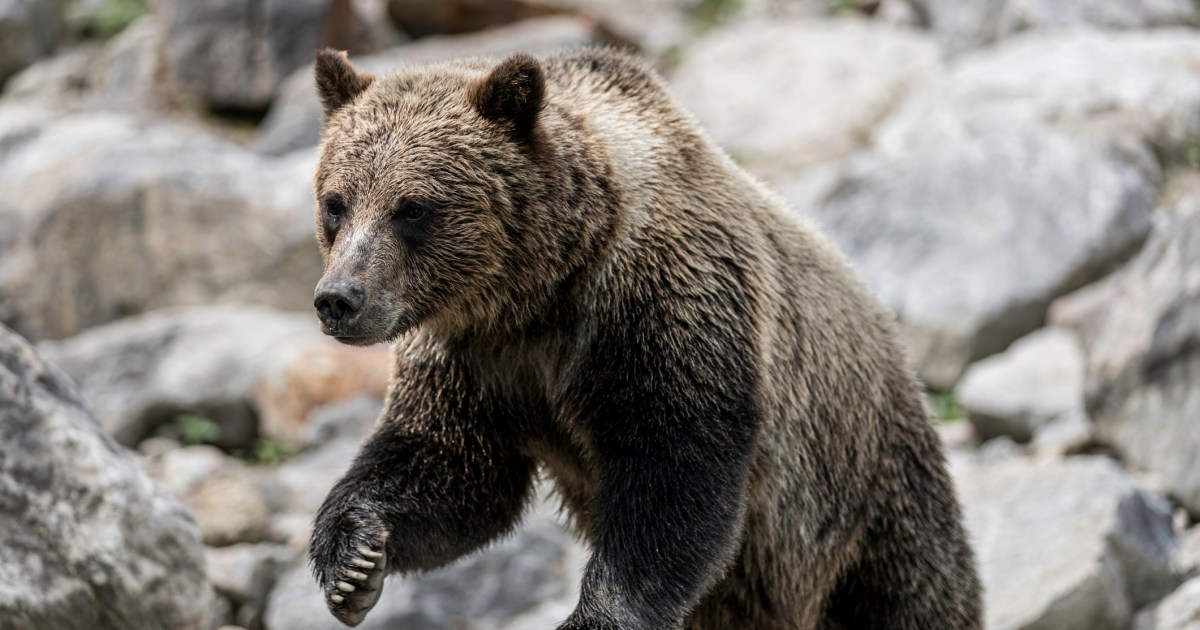 Couple and Dog Killed by Aggressive Grizzly Bear in Canada
