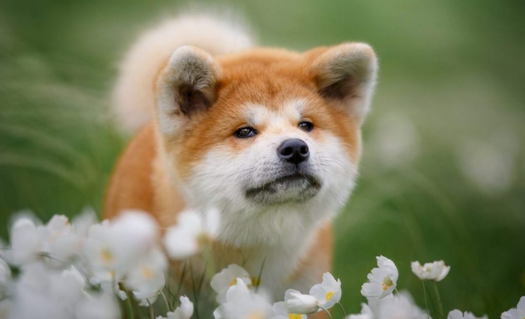 Red-white Akita Inu puppy breed