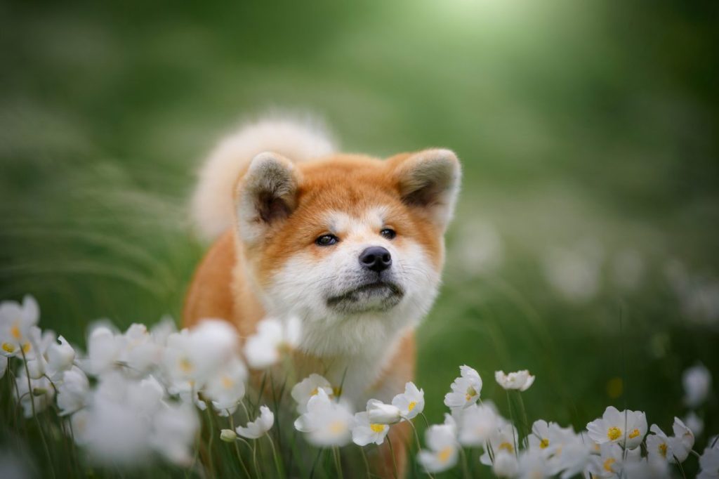 Chiot Akita rouge et blanc dans un champ.