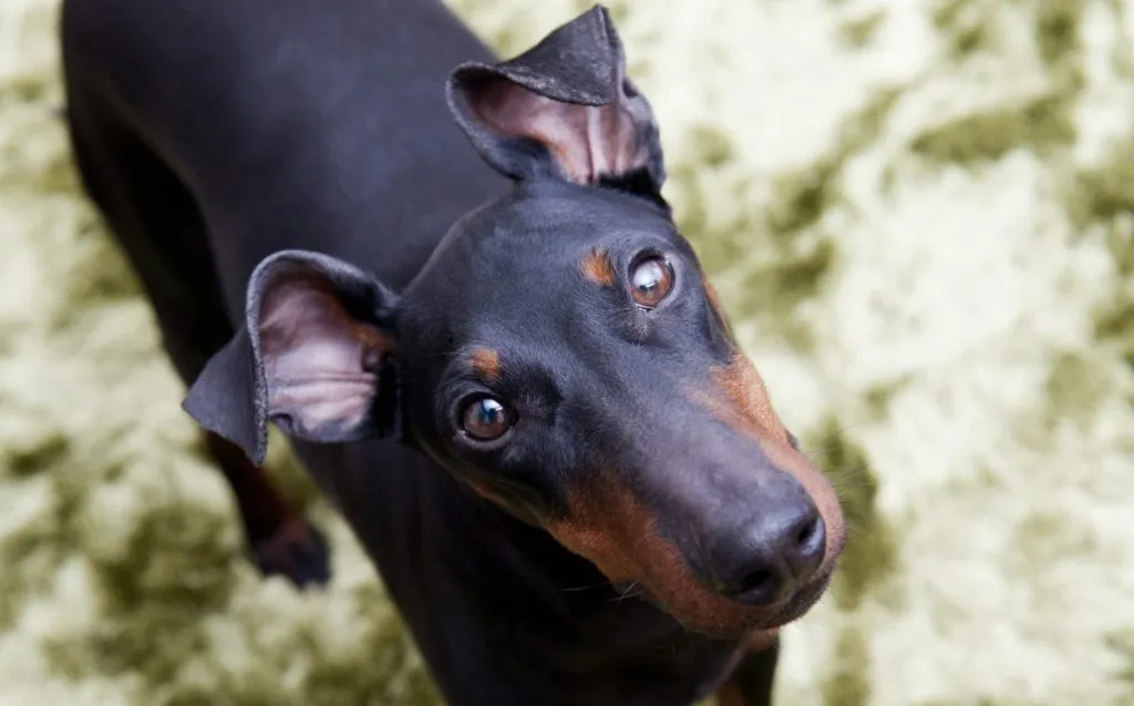 Manchester Terrier staring up at camera.
